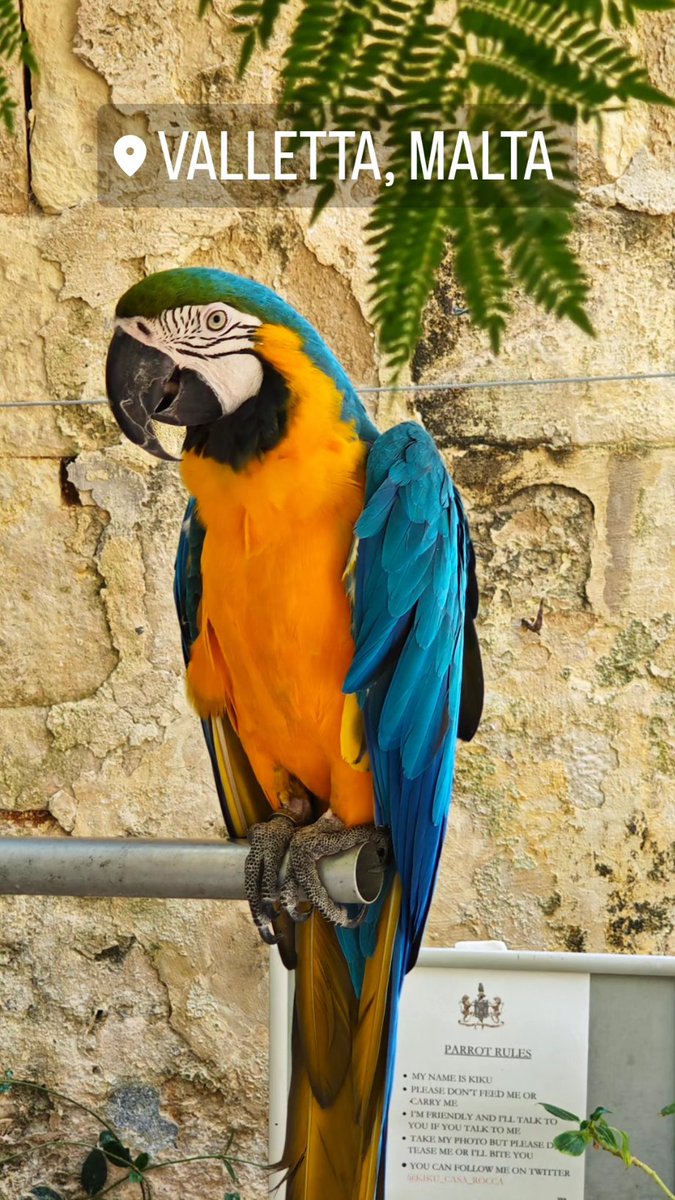 C0rNyAims's tweet photo. Blessing your timeline with some Vacation pics from Malta 🇲🇹
#malta #cleanmalta https://t.co/CAjdeo67AE