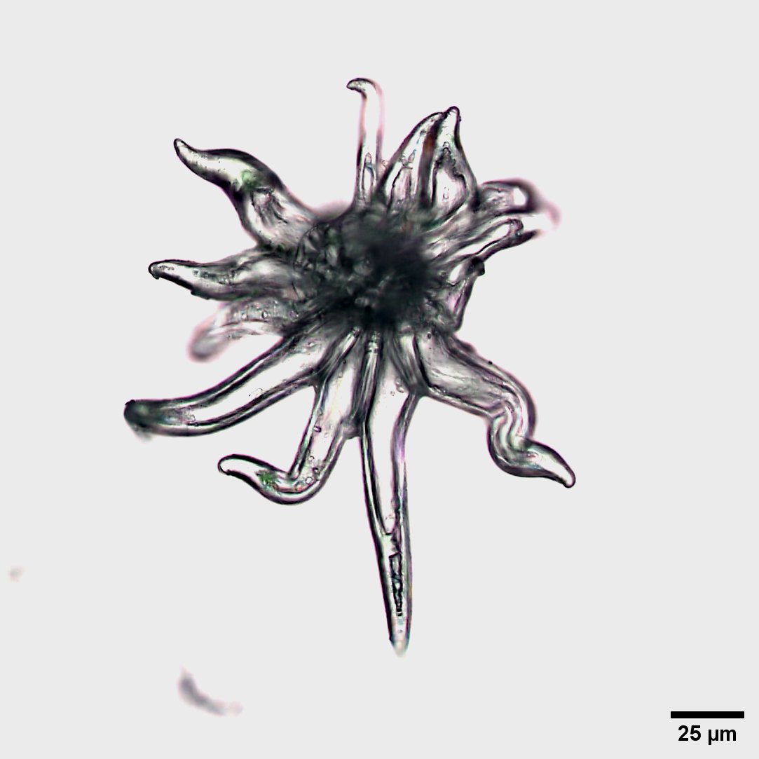 UConn Advanced Light Microscopy Facility tweet media