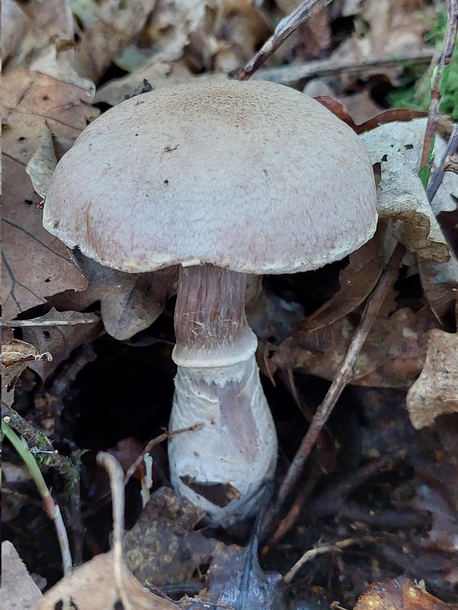 worcspot's tweet photo. Some fabulous fungi in the local forest helped by the recent rains.
Great to find violet webcap locally been after this one for a while. https://t.co/MeLhRzyy5B