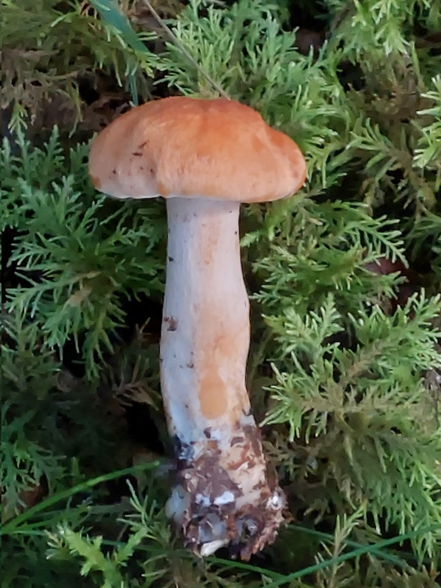 worcspot's tweet photo. Some fabulous fungi in the local forest helped by the recent rains.
Great to find violet webcap locally been after this one for a while. https://t.co/MeLhRzyy5B