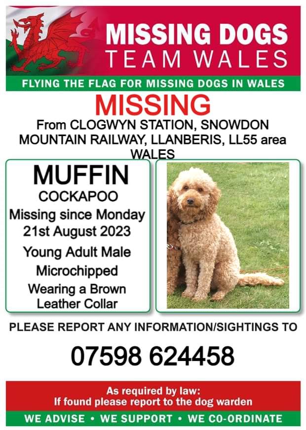HunnyJax's tweet photo. #LostDogAlert MUFFIN, young adult COCKAPOO.(MICROCHIPPED) . MISSING from CLOGWYN STATION,
#SNOWDON MOUNTAIN RAILWAY,
#LLANBERIS, LL55 area WALES on MONDAY 21 AUGUST 2023.
❗PLEASE LOOK OUT FOR MUFFIN AND CALL NUMBER WITH ANY SIGHTINGS/INFORMATION❗ https://t.co/JsC4dnC059