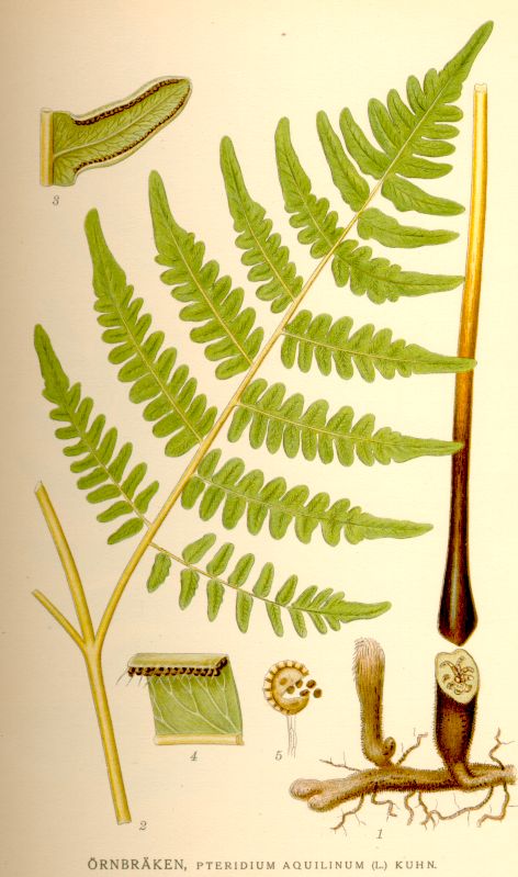 Bracken is the only British fern where spore-cases are in a narrow line along the edges of fronds, with the margins curled backwards to form a cover. But it only spores about every 10-25 years after long, hot summers, when it produces c.30,000,000 spores per frond in Aug/Sep #WWW