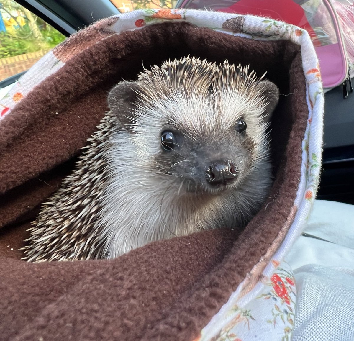 kindnesscardsp's tweet photo. @Oldham_Hour Thank you ❤️ She’s doing amazing 💕🦔 https://t.co/pvYGuR3Br4