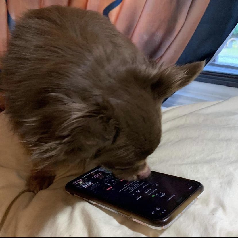 MouseFroehler's tweet photo. This boy is a @RealParanosis fan, through and through. 

So both my dogs are weird. Paranormal and Cryptid fans. I love my weirdos. https://t.co/mmZWCzhetm