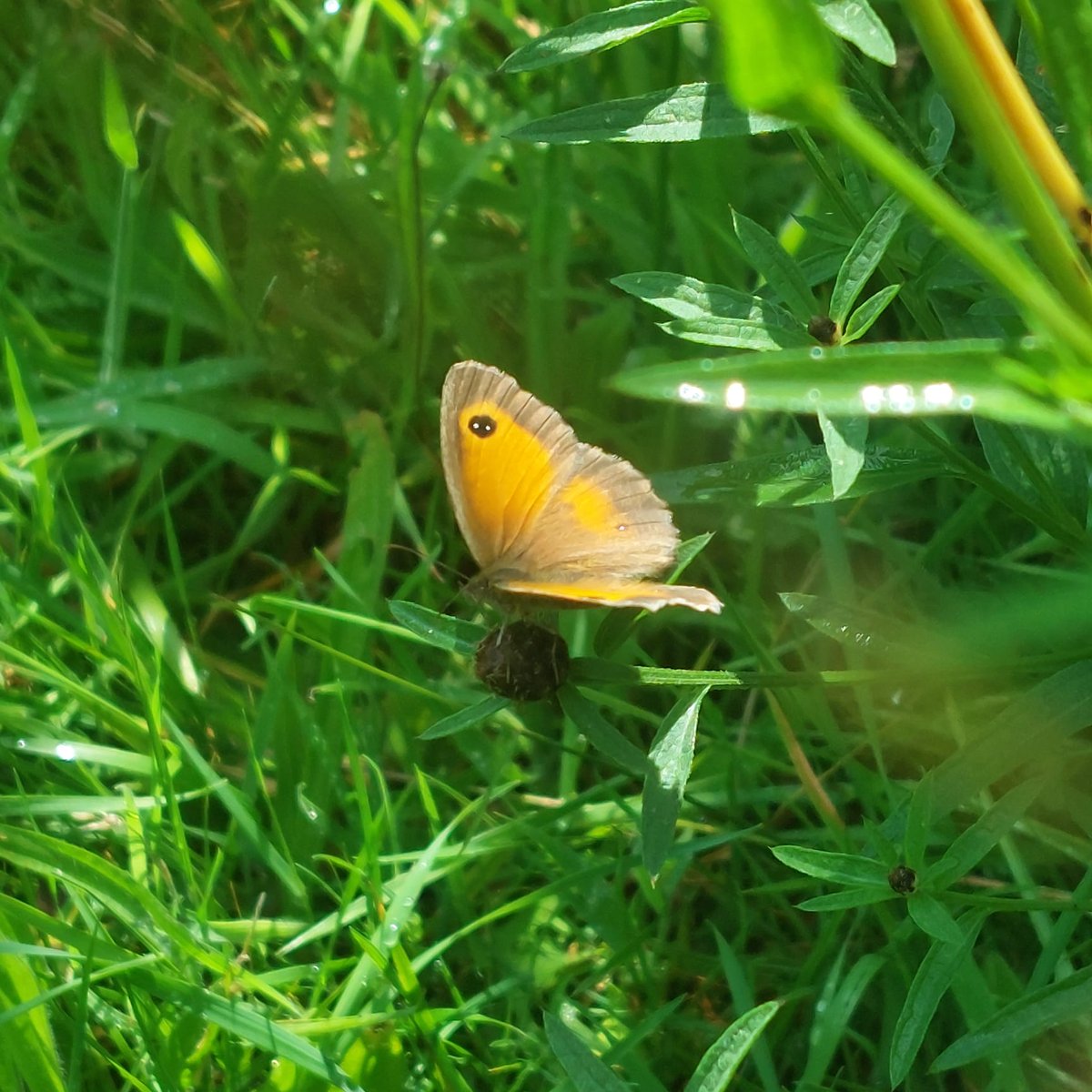 Cockington Park tweet media