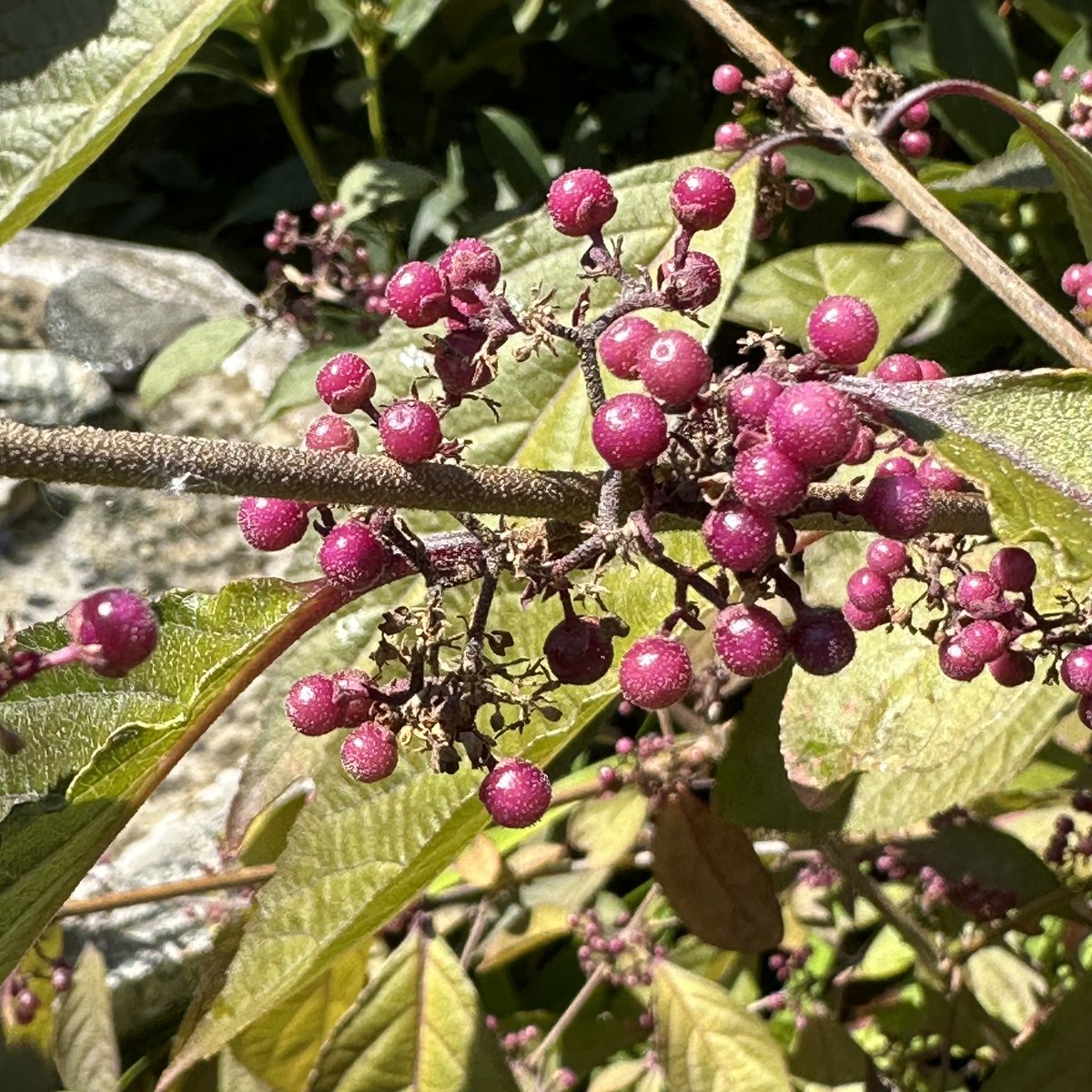 Some purple beautyberry that will last into fall #SixWeeksOfColour #GardensHour