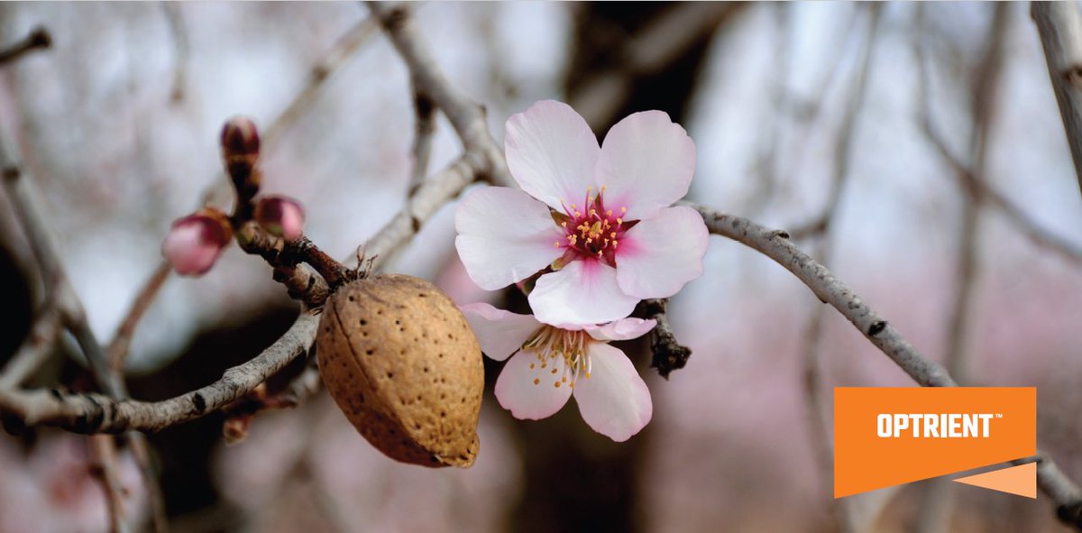 KAS is pleased to introduce a new foliar product for tree nut and fruit growers. As a ready-to-use liquid formulation containing cobalt and molybdenum, OPTRIENT MoCo is designed to maximize nutrient efficiency and promote flower retention. Learn more: bit.ly/3P5dU3L.