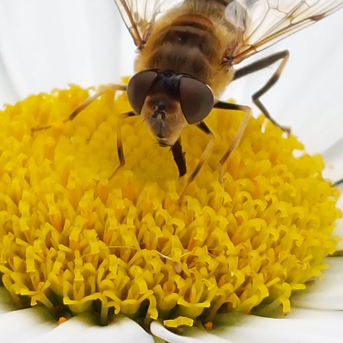 Cockington Park tweet media