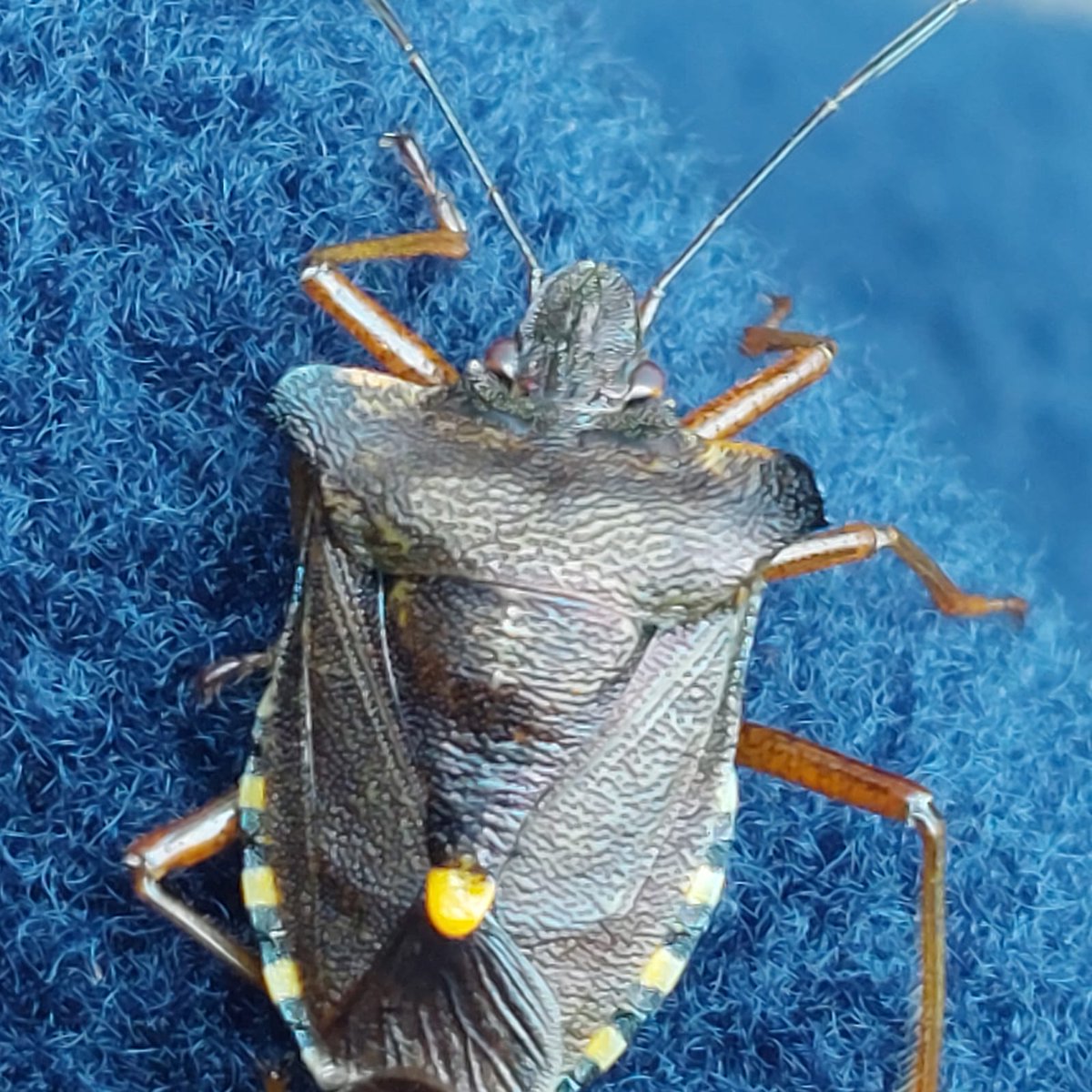 Cockington Park tweet media