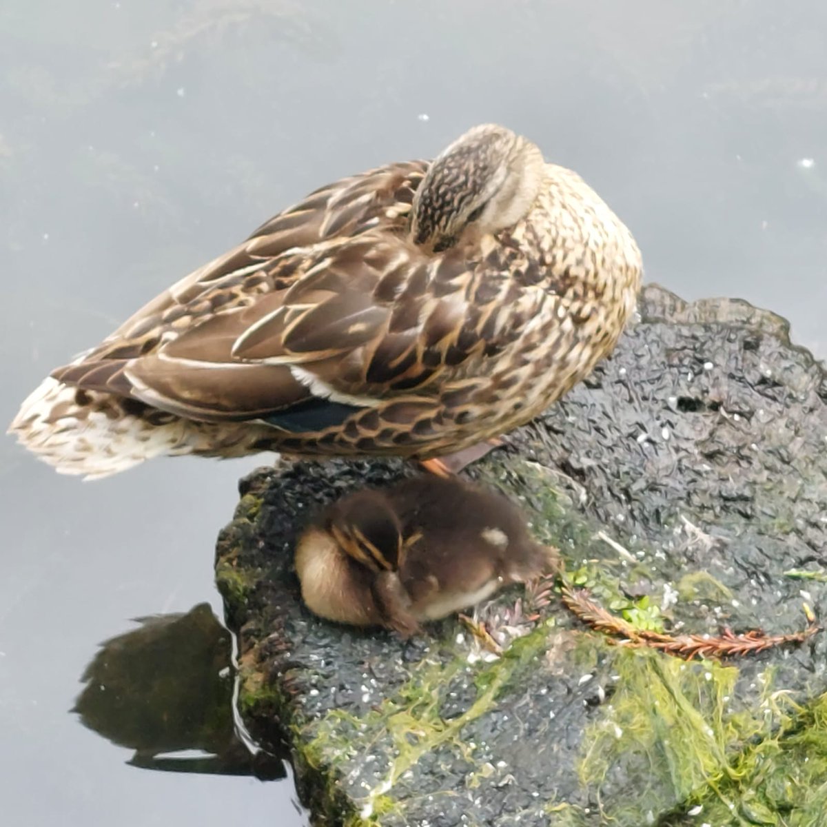 Here is some of the wildlife that calls Cockington Country Park their home.

The park, surrounding woodlands and farmland are managed to help support a wide array of wildlife.

Come and see what wildlife you can discover.

#wildlife #cockingtoncountrypark