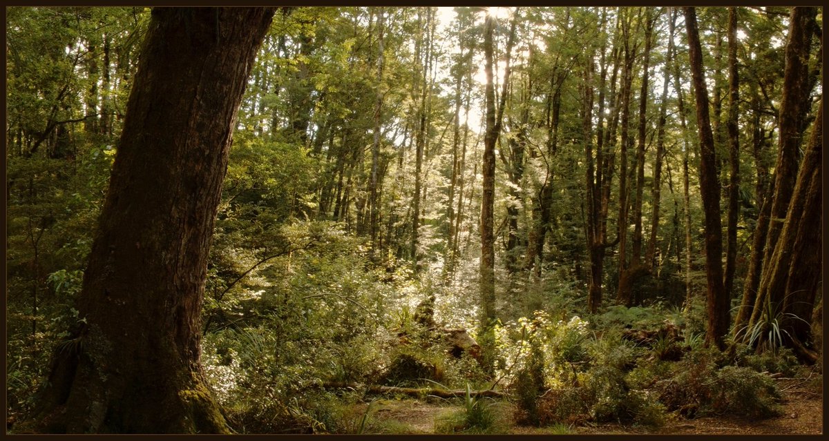 hottriggered's tweet photo. Red Beech Hall
greets you,
from deep within
ancient forests
of big buttressed beeches
may
require
click to
open
landscape
fully
#ancientforests
#Kaimanawa
#thicktrunktuesday
@TreesThatCount
@TreesPics
@friends_trees
#worldseast
#Red_Beech
#NewZealand
(C) #hottriggeredkiwi https://t.co/bAKfK21XHz