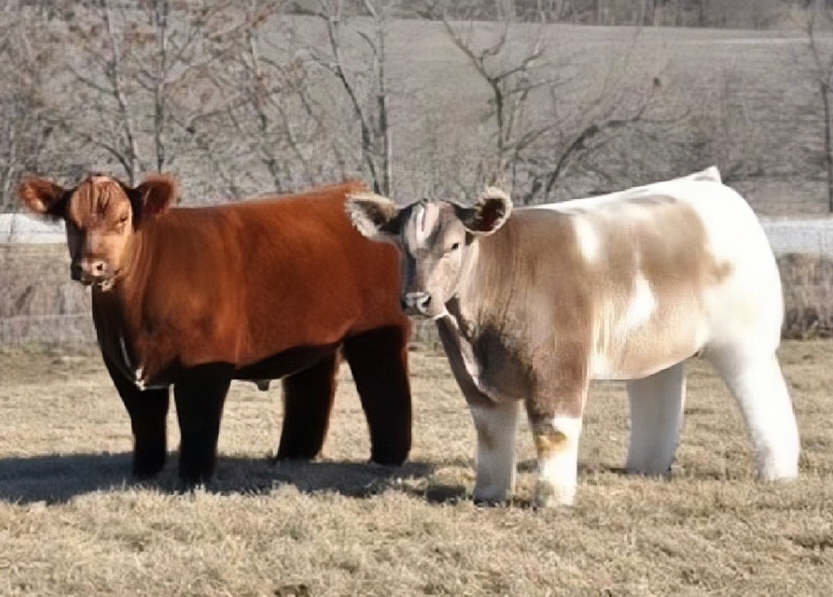 heartipink's tweet photo. cows after a shampoo and blow dry https://t.co/1qDQVxsl49