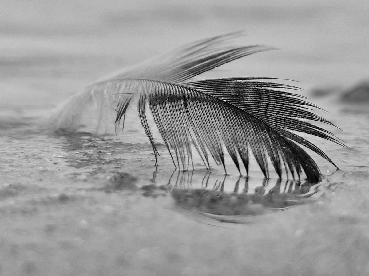 A lonely feather trapped by the incoming tide.... #photography #feather #blackandwhitephoto xx