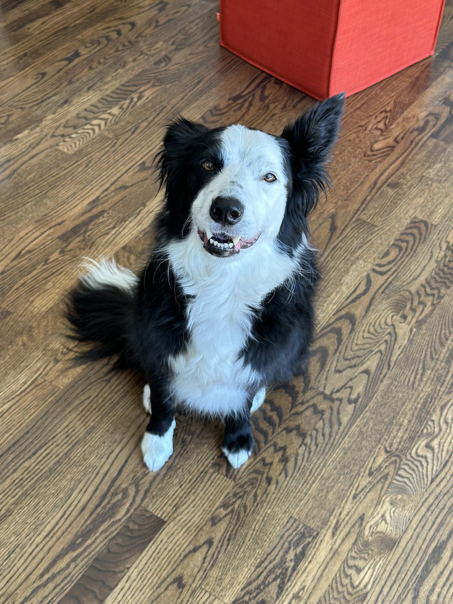 joroshiba's tweet photo. @AstriaOrg newest team member. 

Meet Harvey, Chief Barketing Officer. https://t.co/oMYMjhT0O9