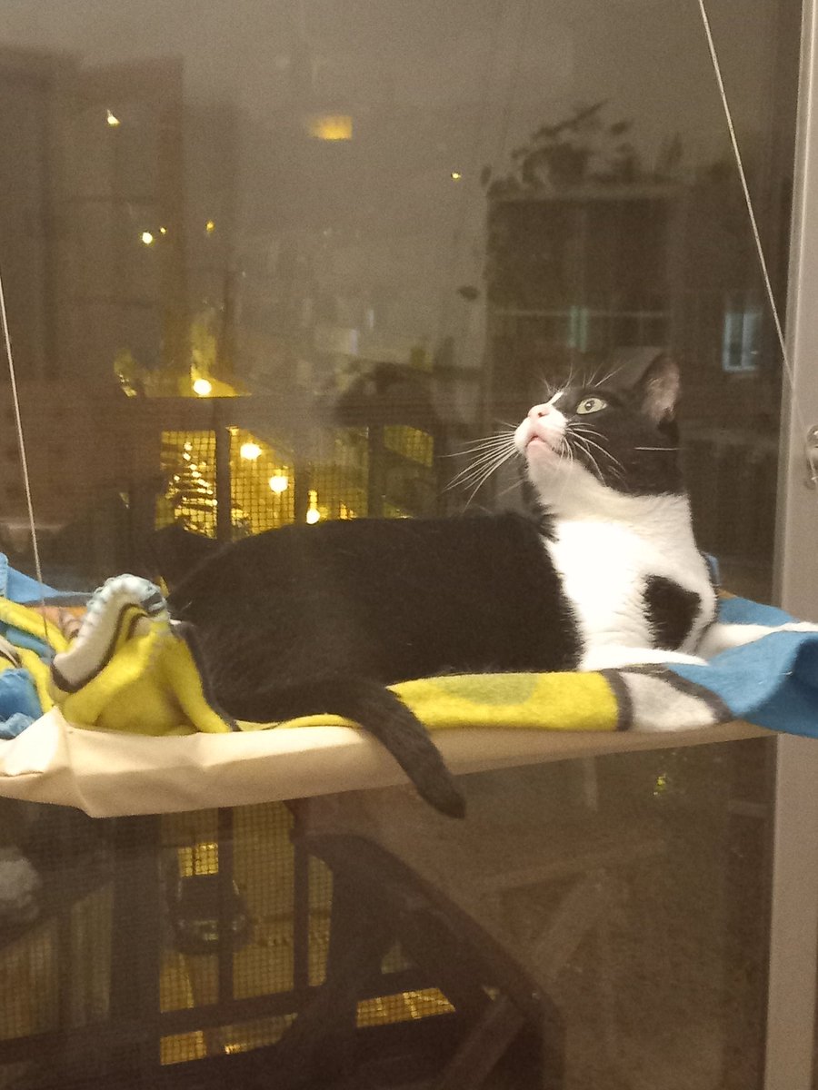 Oriol Morales i Pujolar tweet media