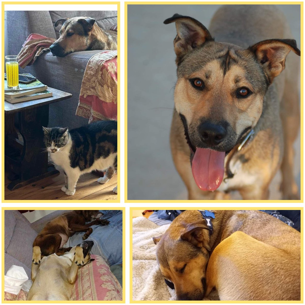 cyprusdogrescue's tweet photo. CHARMER is in foster in Devon, UK and looking for his forever home.

Great with dogs and lives well with his foster family's cat. 

Interested? Contact us at info@spdc.org.uk and we can also be found on Facebook! https://t.co/l0HNX2TBsy