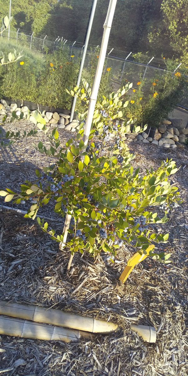 #あーみんの森 #ブルーベリー⁡ #ブルーベリー狩り #千葉県 #佐倉市  #佐倉市ブルーベリー狩り  #千葉県ブルーベリー狩り #千葉県観光スポット  #夏 #夏休み #観光  #半日観光  #レジャー #京成佐倉駅  #駅から徒歩10分