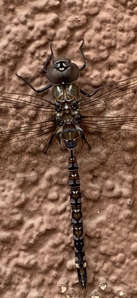sheilanro8's tweet photo. @Rainmaker1973 Love them! This one stopped by for a visit on the side of my house https://t.co/OtBdBDLGPe