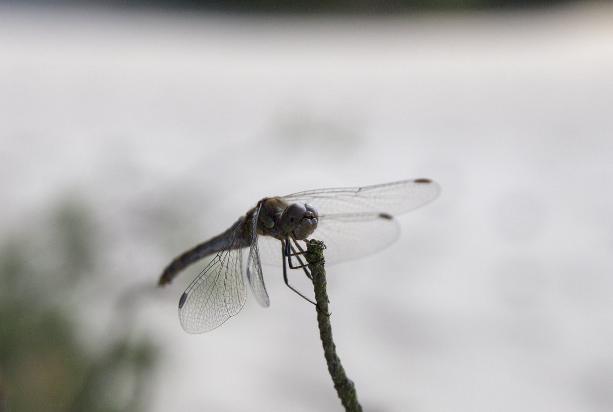 Richard Stekelenburg tweet media