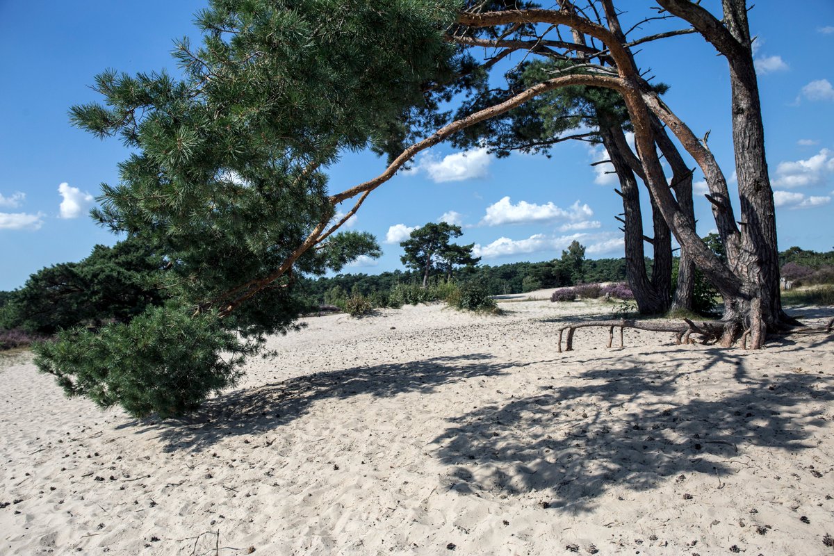 Richard Stekelenburg tweet media