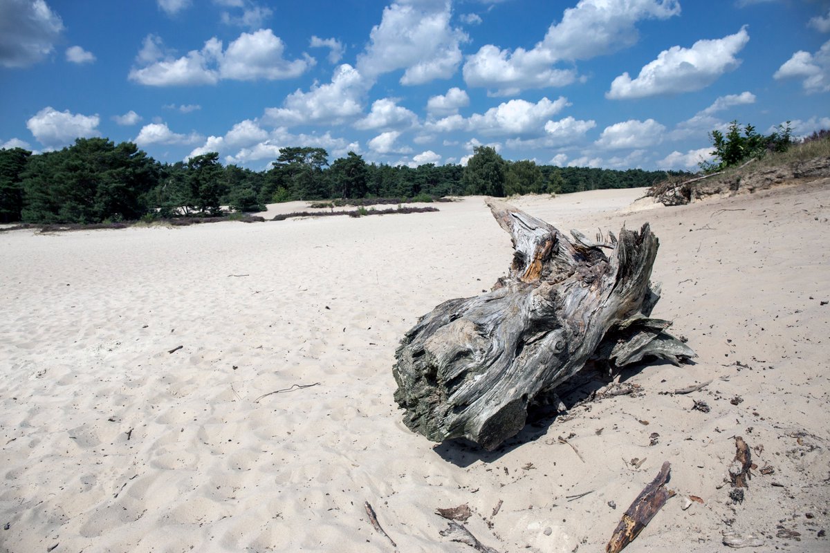 Richard Stekelenburg tweet media