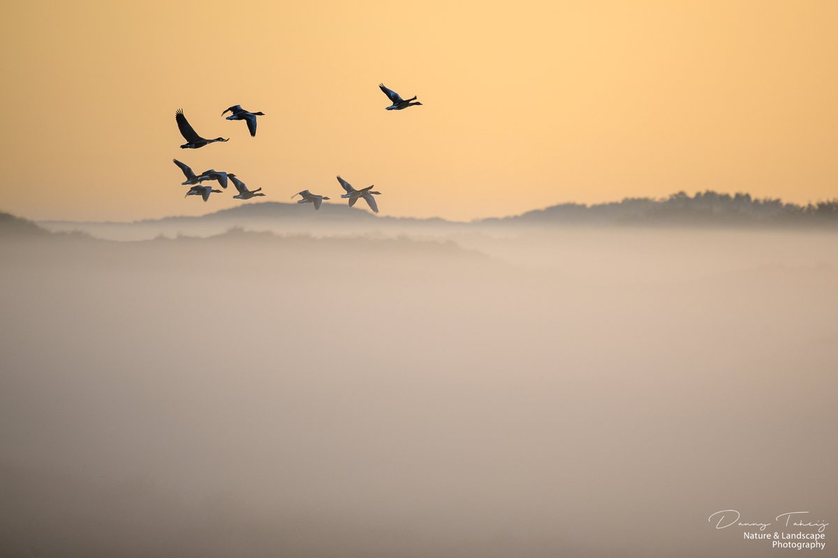 DannyTaheij's tweet photo. Mooie mistige zonsopkomst vanmorgen
boven de duinen..
@NPHollandsduin #duinbehoud
@Bezoek_westland
@GemWestland
@dezeekust
@ZHLandschap
#nikonnl
@IamNikonNL
#sunrise https://t.co/FjgDRLhfYt
