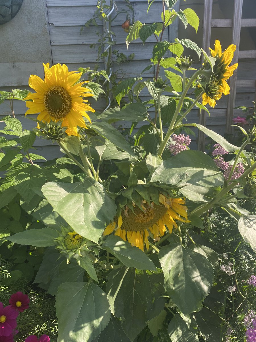 Sunflowers so fabulous