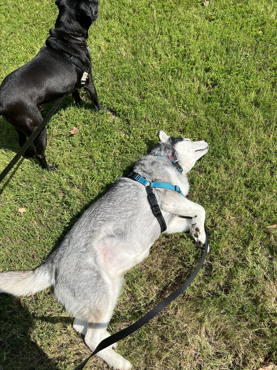 My husky everyone…

She stopped mid walk to sunbathe 🤣