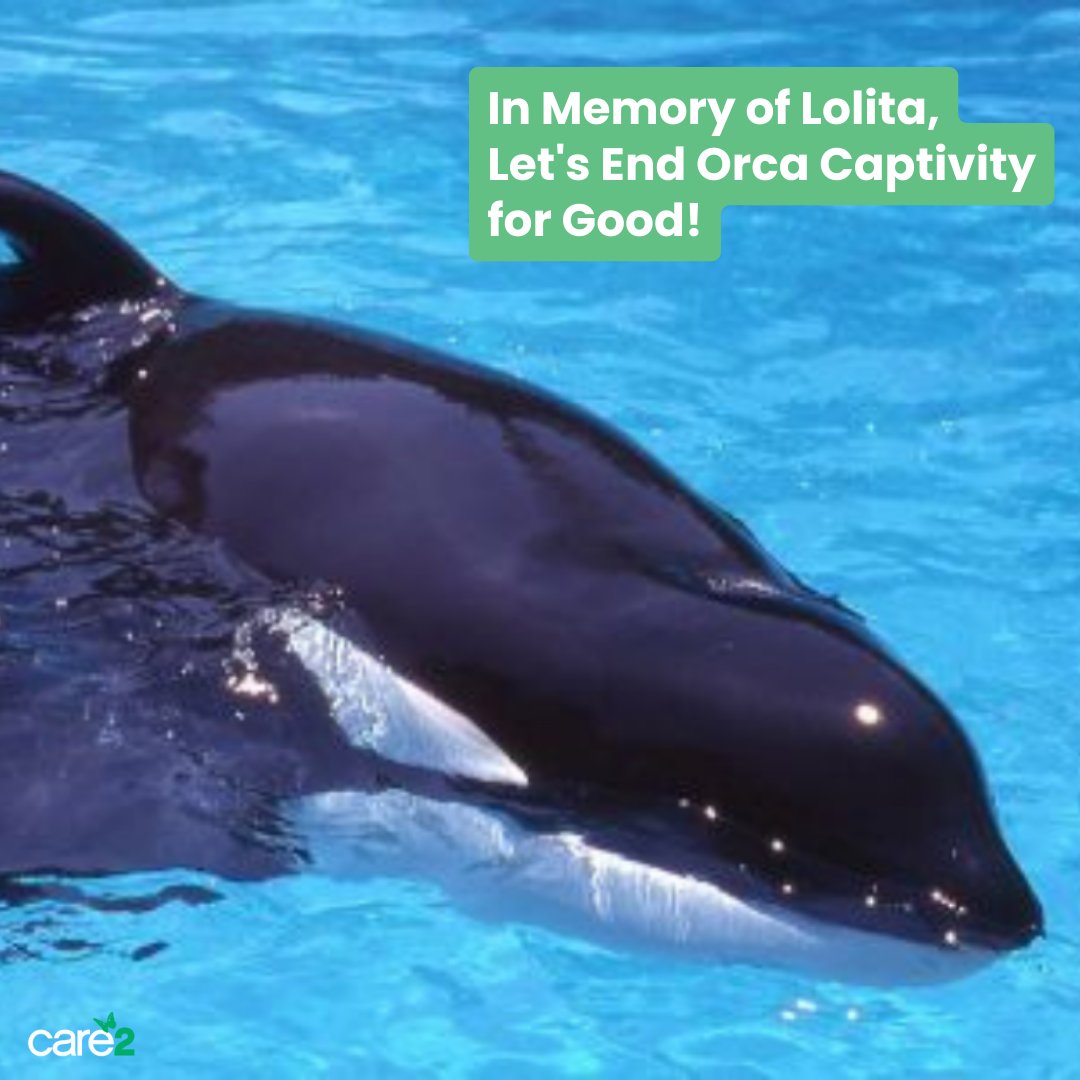 Let Lolita's legacy be one of hope and change. Act now to call upon Congress to champion a comprehensive law that phases out orca captivity across the entire nation. In honoring Lolita, we champion the rights and dignity of her kind. ➡️ brnw.ch/21wBQWZ
