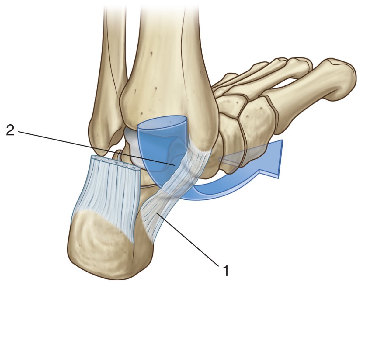 Pasión por la Anatomía tweet media