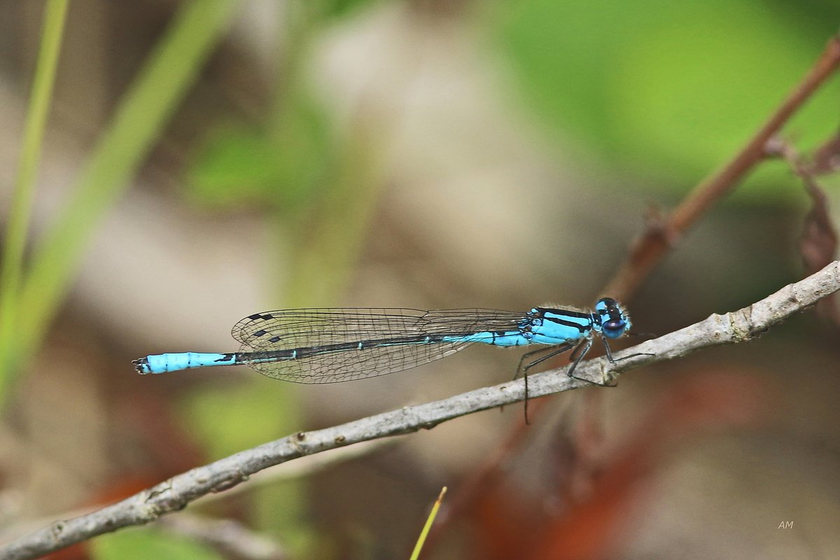 ducanada's tweet photo. This week's #ProjectDragonfly feature is an azure bluet photographed and logged by @iNaturalist user ama75 in Trois-Rivières, Quebec
Learn how you can get involved at ➡️ https://t.co/5VfalsbU1q
#communityscience #DUCProjectDragonfly https://t.co/rtLaawAjEi