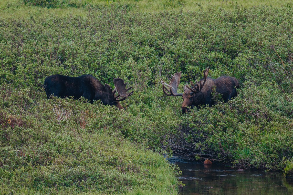 I just found out there’s a moose emoji 🫎