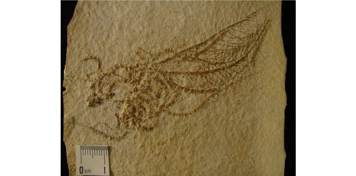 FossilBonanza's tweet photo. Antedon pinnata was a free swimming, stem-less crinoid whose fossil remains can be found in the Late Jurassic Solnhofen Limestone. (Specimens YPM IP 525676 and 006468)
#CrinoidWeek #Paleontology https://t.co/lQ9YgfHOVN