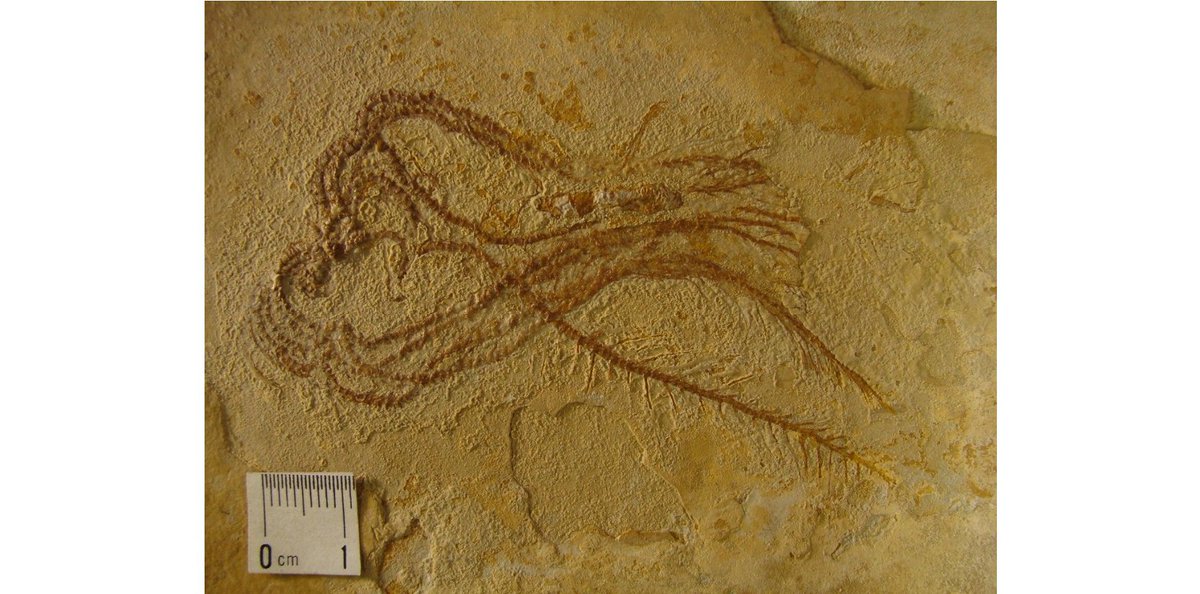 FossilBonanza's tweet photo. Antedon pinnata was a free swimming, stem-less crinoid whose fossil remains can be found in the Late Jurassic Solnhofen Limestone. (Specimens YPM IP 525676 and 006468)
#CrinoidWeek #Paleontology https://t.co/lQ9YgfHOVN