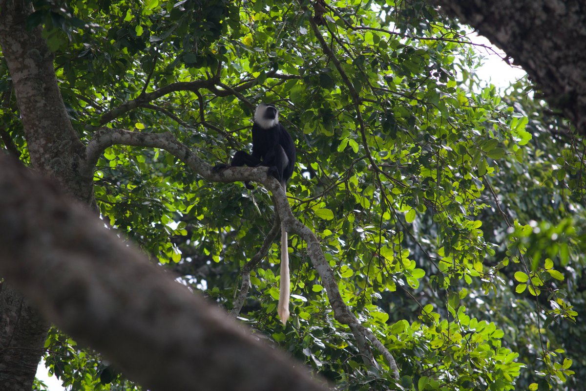 The Leakey Foundation (@theleakeyfndtn) on Twitter photo 🐒 Meet the ursine colobus. Today's #MonkeyMonday comes from grantee @KidColobus. Sara Lucci is a PhD candidate at <a href="/UTSAanthro/">UTSA Anthropology</a> who is studying early life adversity and the gut #microbiome. Read on 👇 🐒 Meet the ursine colobus. Today's #MonkeyMonday comes from grantee @KidColobus. Sara Lucci is a PhD candidate at <a href="/UTSAanthro/">UTSA Anthropology</a> who is studying early life adversity and the gut #microbiome. Read on 👇
