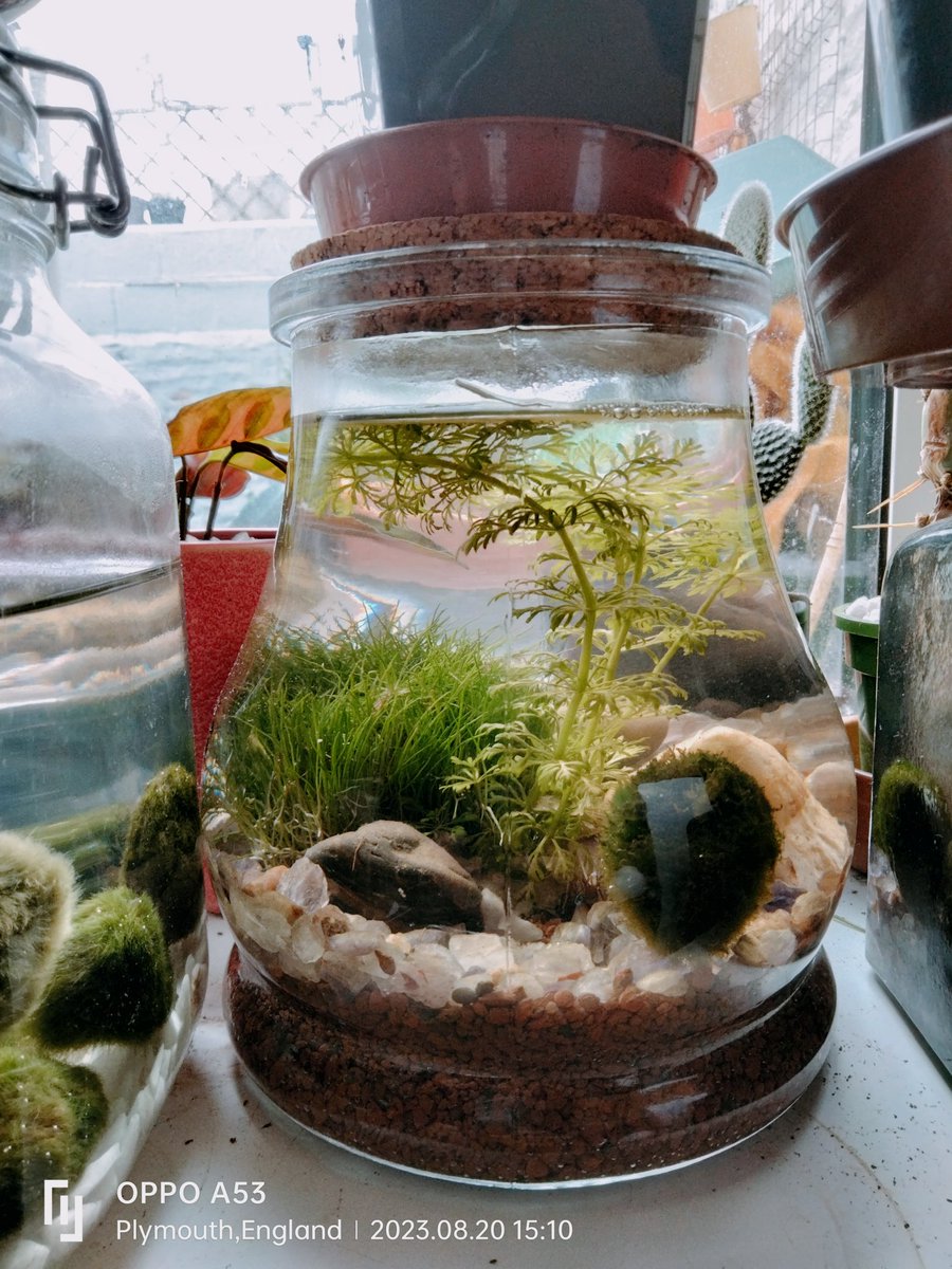 TheMossBall's tweet photo. The future is clear. You need a #marimo pet🟢🟢🟢 #marimomoss #marimomossball #loveplant #algae #plantgift #houseplantsofinstagram #plantsofinstagram  #plantsale #favouriteplant #houseplanttips #houseplantcare #plantshop #houseplant #houseplants #indoorplants https://t.co/IK5IL9Q5FB