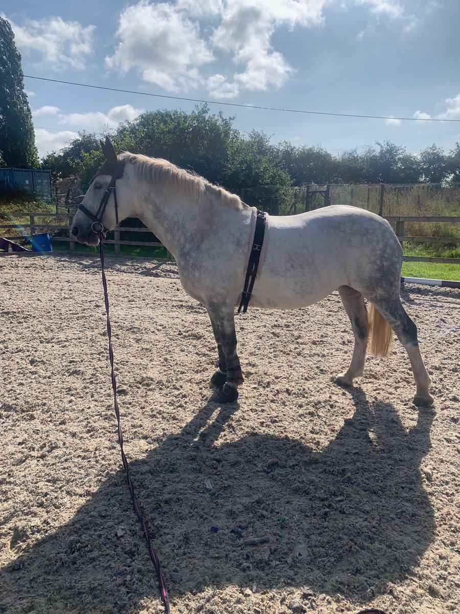 TI Chloe lunged Clover today…not sure if that is a horse related phrase I’ve never heard or if she made Clover  do lunges??? #WeActiveChallenge #AHPsActive