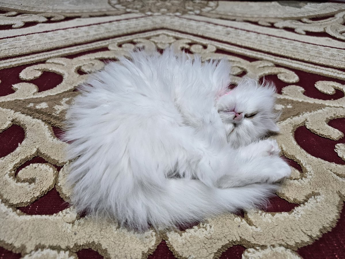 Candy Rose tweet media