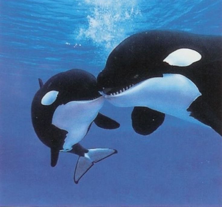 cetaceanism's tweet photo. mwwah!! https://t.co/ZAEzNb5KVB