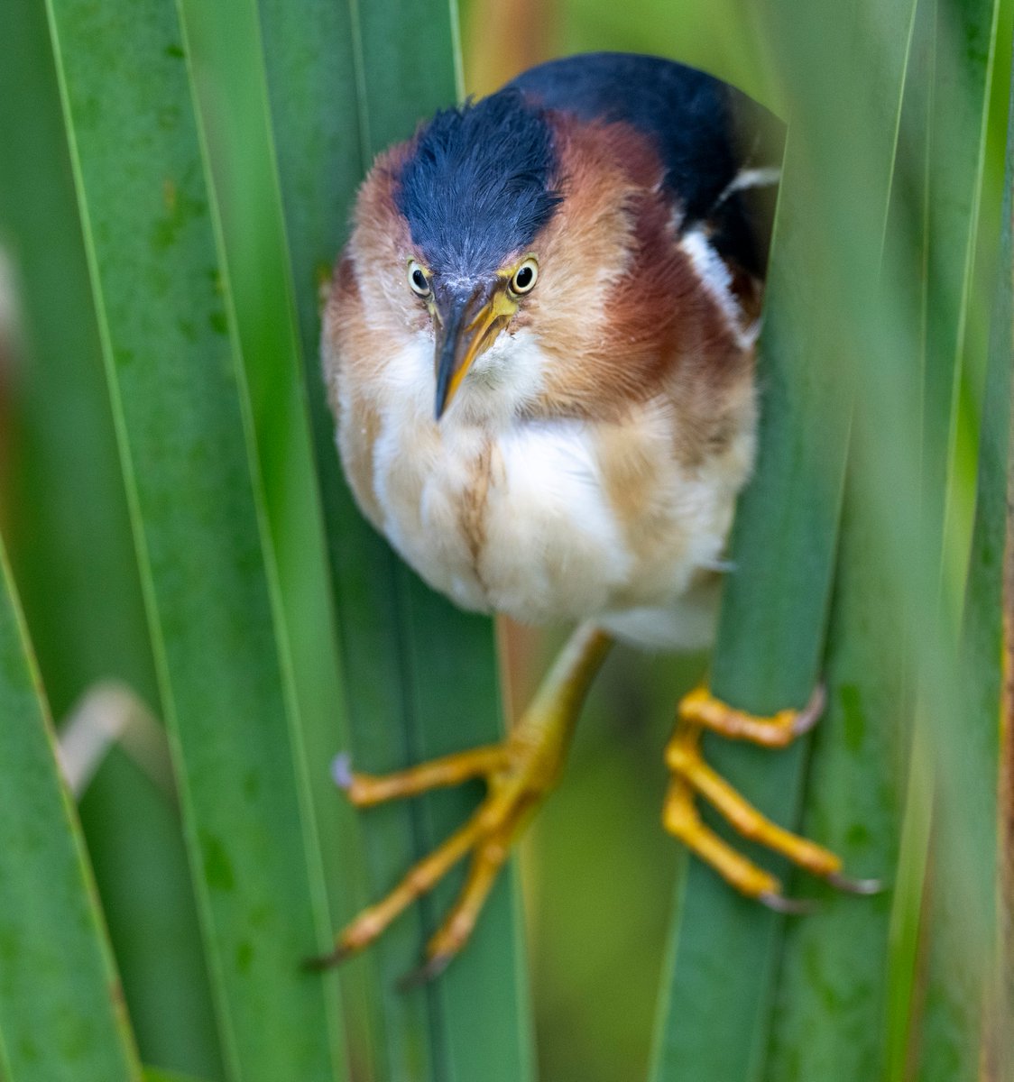 JocAPhotography's tweet photo. A Least Bittern looking cute with his googly eyes. https://t.co/qWw6FCM3zl