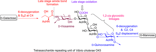 New from #OrgLett, Kulkarni and coworkers from IIT Bombay report the first total synthesis of a structurally complex tetrasaccharide repeating unit of Vibrio cholerae O43. Learn more: pubs.acs.org/doi/10.1021/ac…