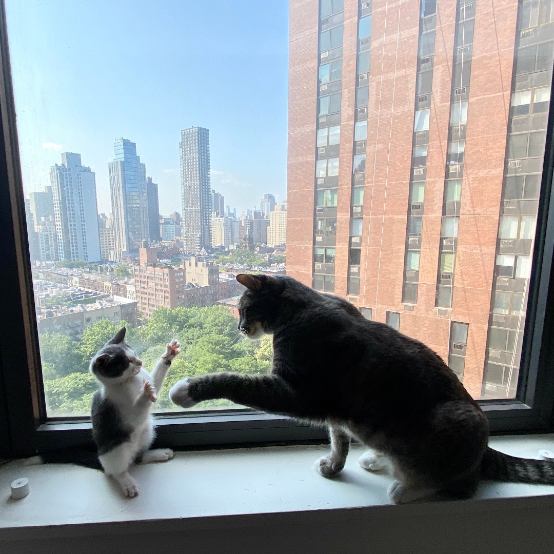 ASPCA's tweet photo. RAWR means i luv u - Churro, the kitten 🐱 Churro is in a foster home where he is learning amazing cat socialization skills from his foster brother! During #AnimalFosterAppreciationWeek, we'll be sharing fantastic fostering examples. Learn more here https://t.co/ZXKnus15Ey 🐾 https://t.co/OhiJzFX7aA