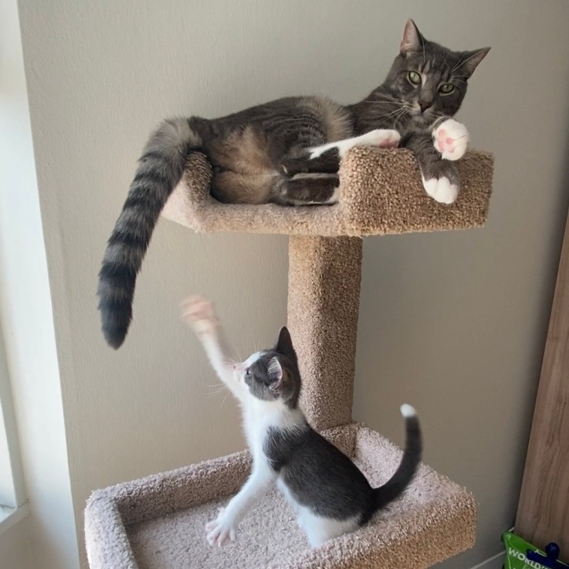 ASPCA's tweet photo. RAWR means i luv u - Churro, the kitten 🐱 Churro is in a foster home where he is learning amazing cat socialization skills from his foster brother! During #AnimalFosterAppreciationWeek, we'll be sharing fantastic fostering examples. Learn more here https://t.co/ZXKnus15Ey 🐾 https://t.co/OhiJzFX7aA