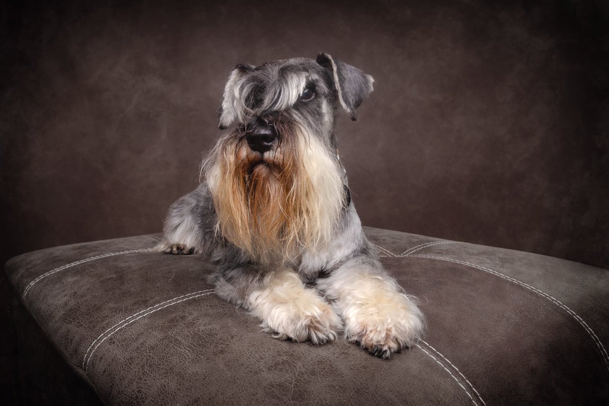 I’ve total beard envy!

Oskar 🐾#minatureschnauzer 

#fsprintmonday #WexMondays #Sharemondays2023 #ThePhotoHour #appicoftheweek #mondaymutt #Northamptonshire #jessopsmoment