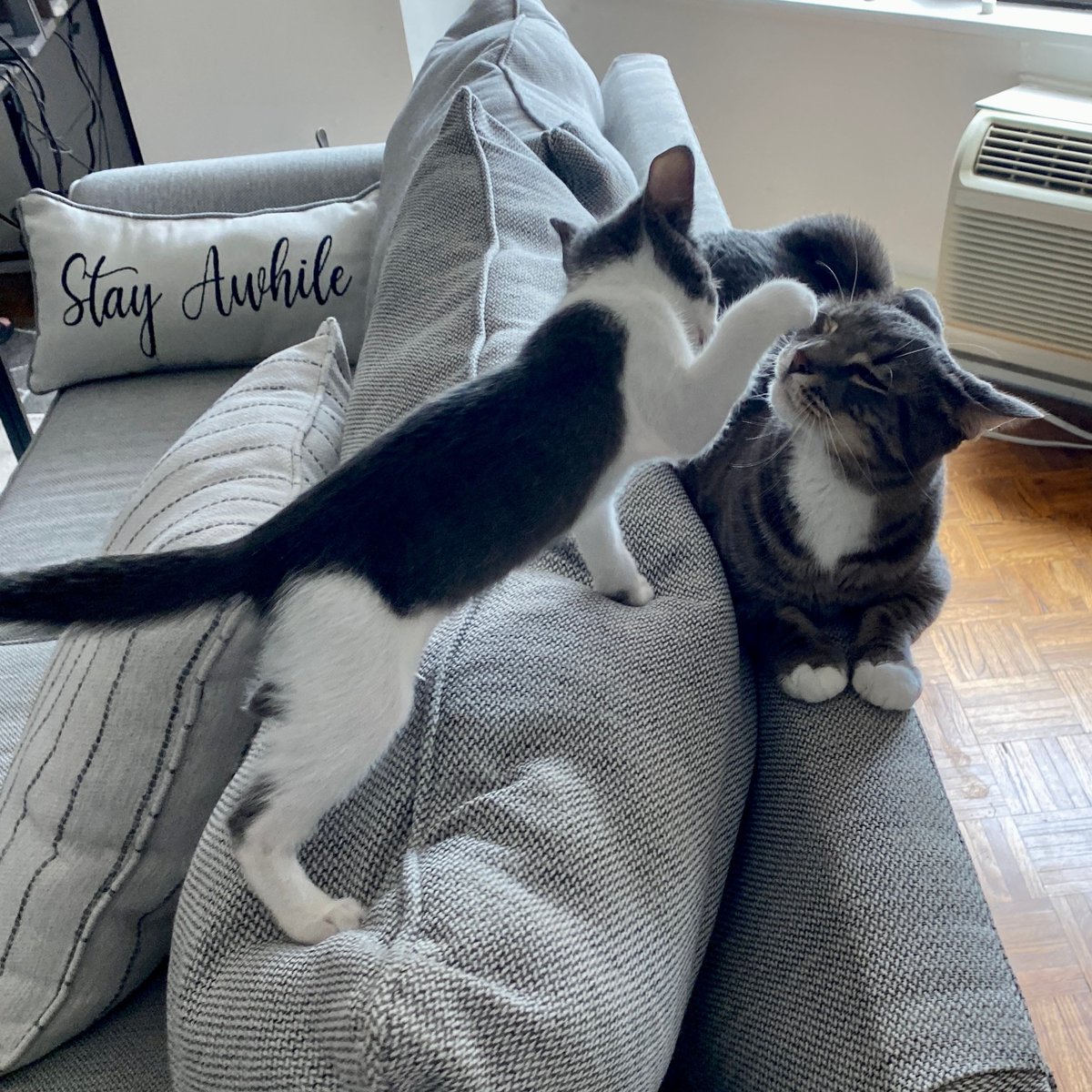 ASPCA's tweet photo. RAWR means i luv u - Churro, the kitten 🐱 Churro is in a foster home where he is learning amazing cat socialization skills from his foster brother! During #AnimalFosterAppreciationWeek, we'll be sharing fantastic fostering examples. Learn more here https://t.co/ZXKnus15Ey 🐾 https://t.co/OhiJzFX7aA