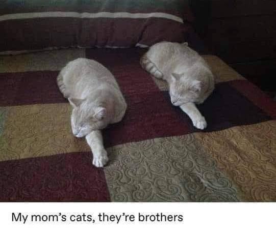 copy cat