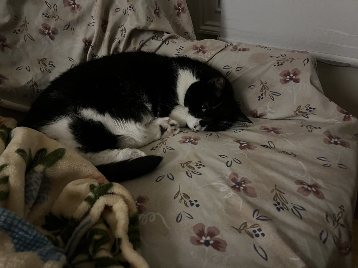 NikeTheCat's tweet photo. @HenrikHalkier @OlsenHalkier Thank you! Let’s not forget the REAL talent around here though—it will always be cats! 
Thank you, friends. I hope Alcina gets to enjoy all the treats I have 🐈‍⬛ https://t.co/OHdAiJk0wn