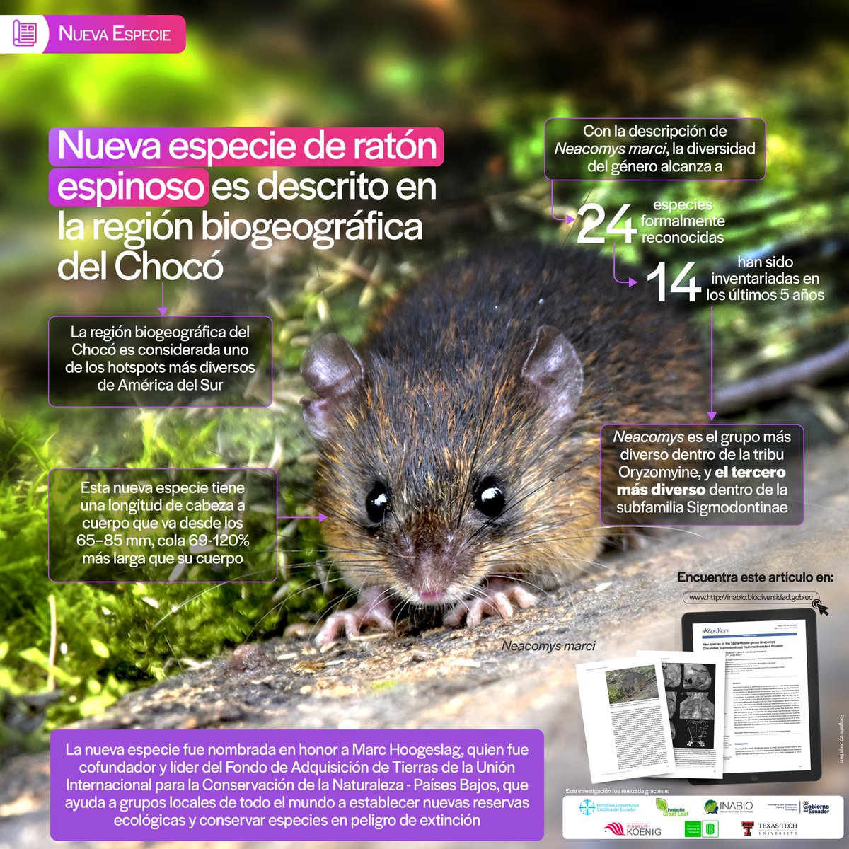 🐭#NuevaEspecie | ¿Quieres conocer a la nueva especie de ratón espinoso, bautizada como Neacomys marci, de la región biogeográfica del Chocó, al noroeste de #Ecuador? Ingrese en el siguiente link para conocer más detalles: inabio.biodiversidad.gob.ec/2023/08/21/se-…