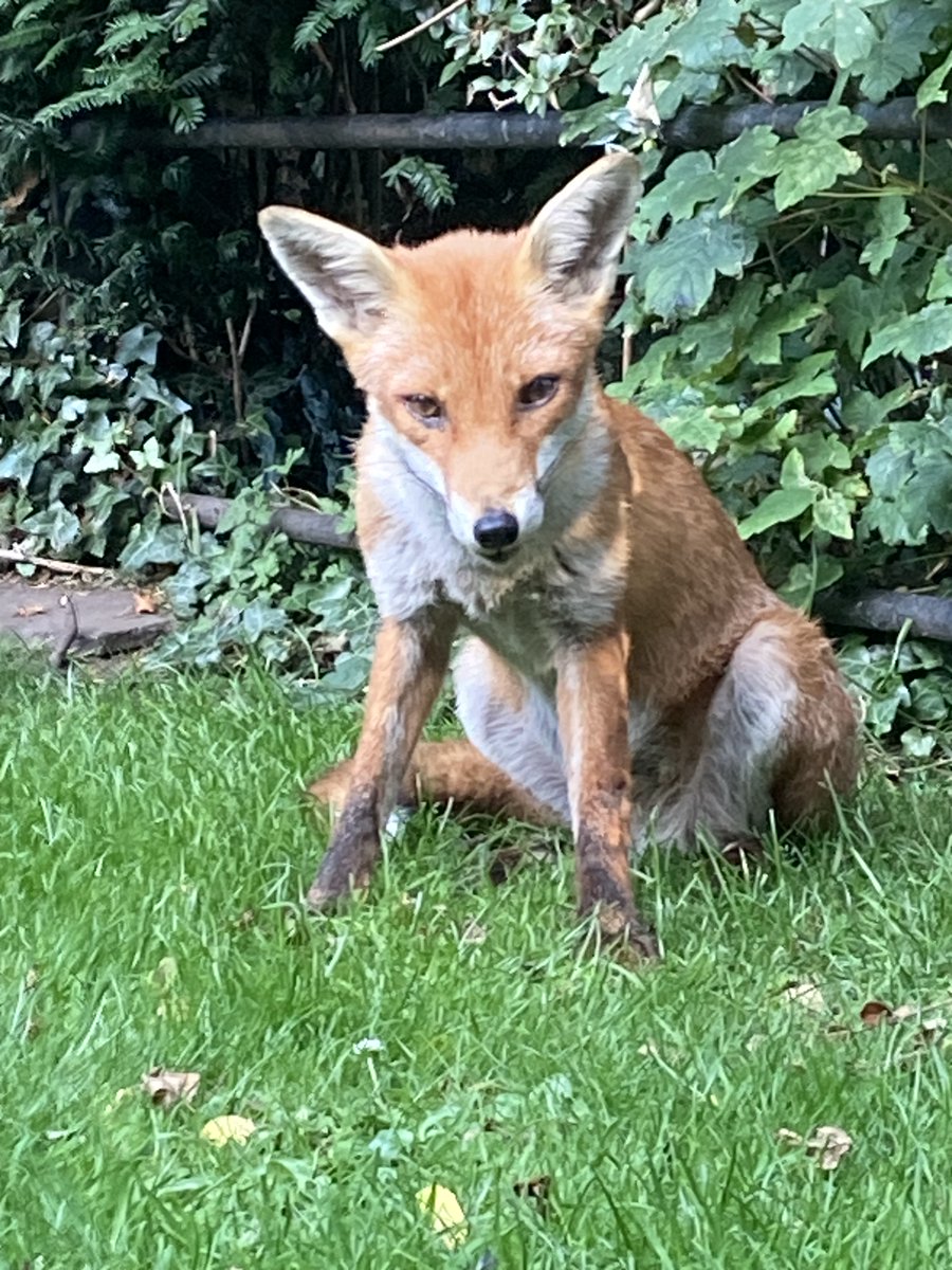 BrianICTI's tweet photo. @ChrisGPackham @GeddesChris This beauty comes into my garden every night to chill and eat - such a pleasure https://t.co/EWL4iHm86z
