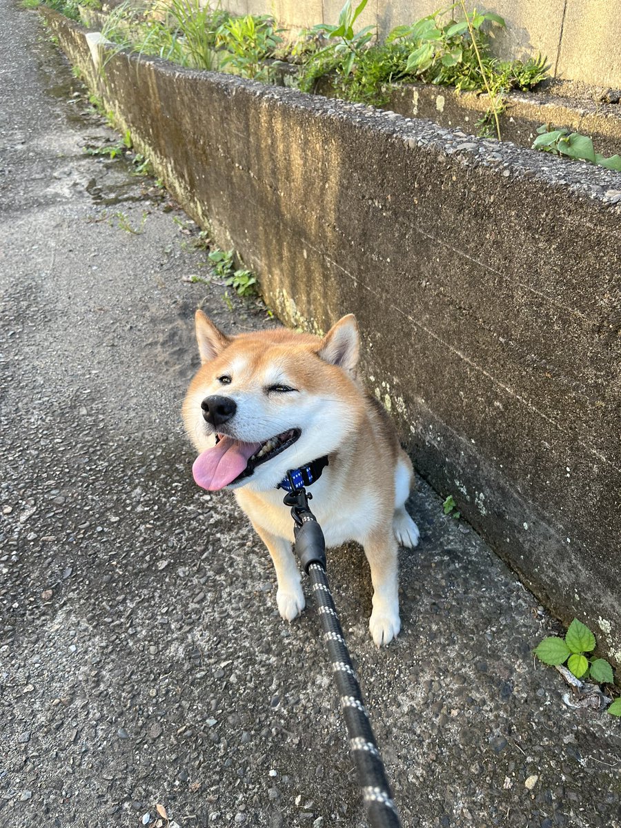 Shibain65280555's tweet photo. #柴犬 #shibainu #犬 #dogs 
#拒否柴 

初対面で好きになった女の子と
まだ遊びたかった〜 https://t.co/XLZsMg3PT5
